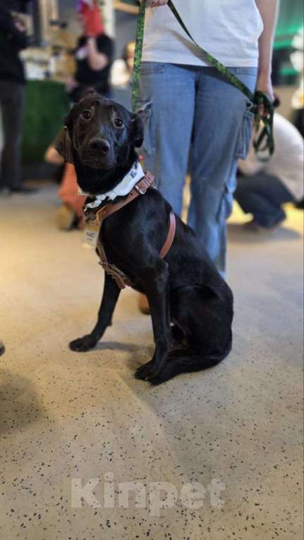 Собаки в Москве: Застенчивый щенок Макс Мальчик, Бесплатно - фото 3