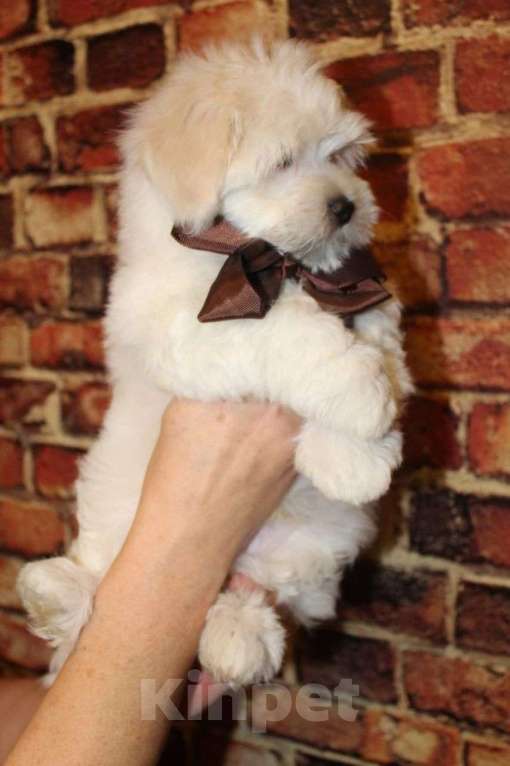 Собаки в Москве: Малыш Мальтипу f2 Мальчик, 60 000 руб. - фото 2