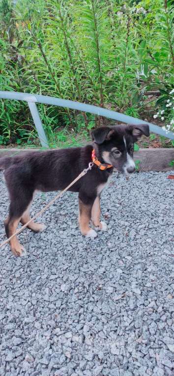 Собаки в Хабаровске: Отдадим в хорошие руки Девочку 5 месяцев.  Девочка, Бесплатно - фото 4