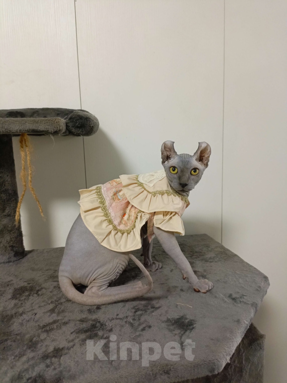 Кошки в Москве: Солидная голубая девочка эльф Мальчик, 180 000 руб. - фото 3