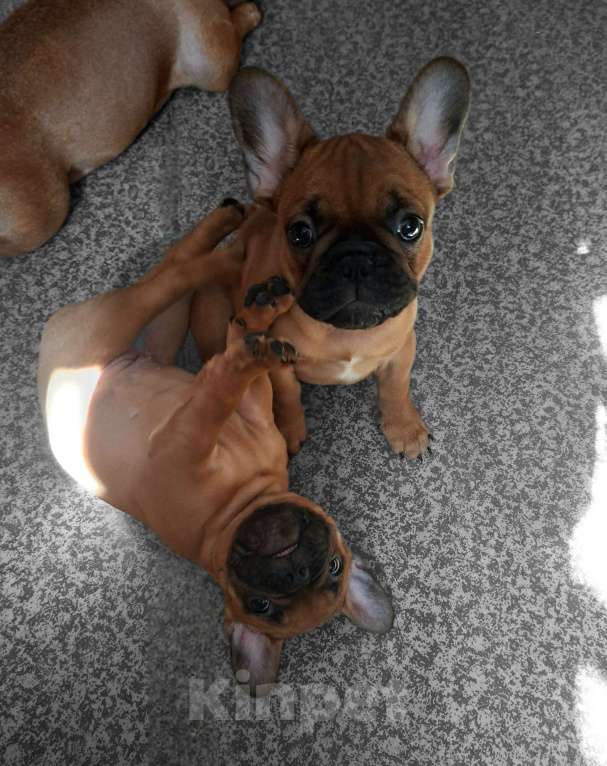 Собаки в Москве: Щенки французского бульдога Девочка, 60 000 руб. - фото 5