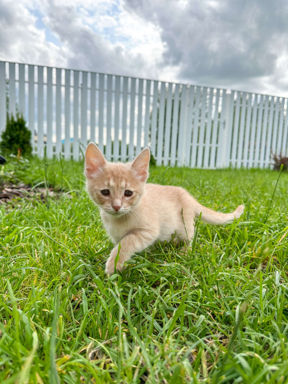 Кошки в Казани: Обаятельный шустрик ищет дом  Мальчик, Бесплатно - фото 3