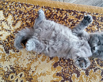 Кошки в других городах Краснодарского края: Котята британской породы Мальчик, 5 000 руб. - фото 5