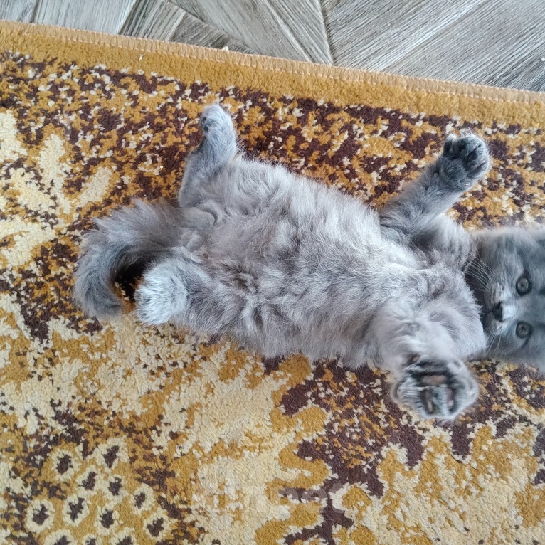 Кошки в других городах Краснодарского края: Котята британской породы Мальчик, 5 000 руб. - фото 5