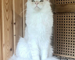 Кошки в других городах Ярославской области: Котята Мейн кун Мальчик, Бесплатно - фото 4