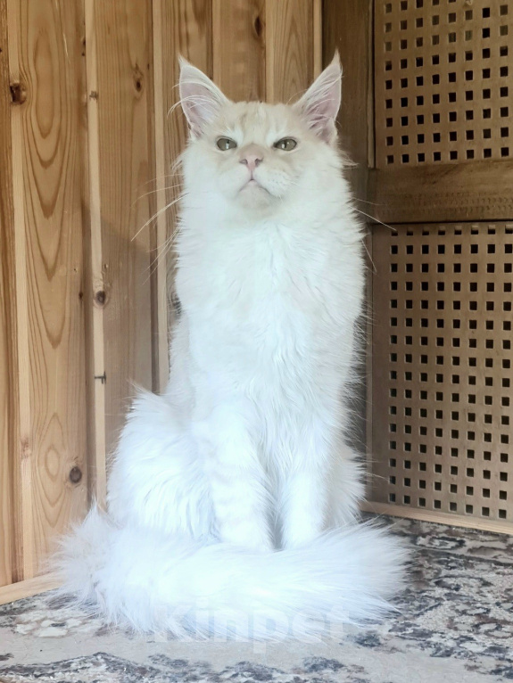 Кошки в других городах Ярославской области: Котята Мейн кун Мальчик, Бесплатно - фото 4
