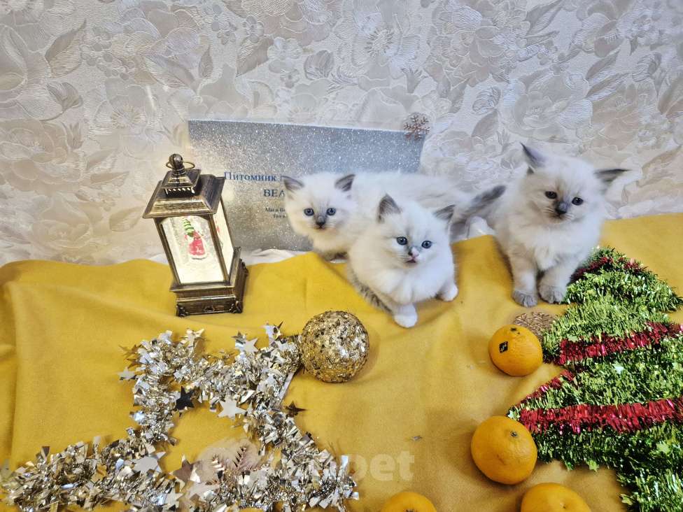 Кошки в Москве: Рэгдолл девочки Девочка, 80 000 руб. - фото 4