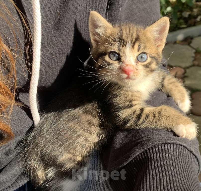 Кошки в Домодедово: Котята в добрые руки Мальчик, Бесплатно - фото 3