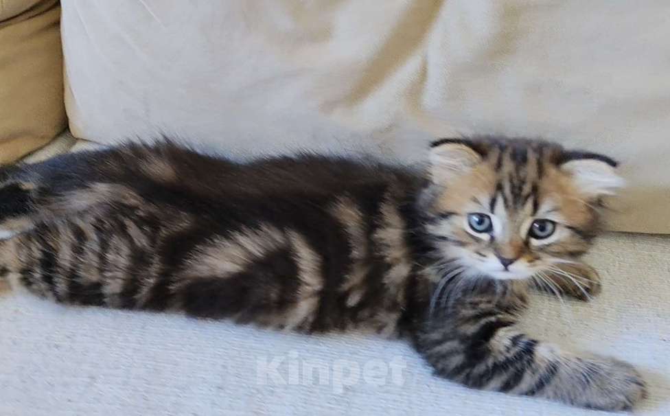 Кошки в Щелково: Шотландский вислоухий котёнок Мальчик, 20 000 руб. - фото 4