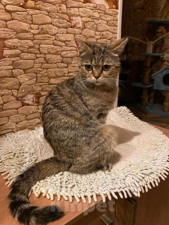 Кошки в Москве: Саванна в добрые руки Девочка, Бесплатно - фото 3