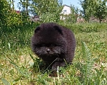 Собаки в Воронеже: Померанский Девочка, Бесплатно - фото 6