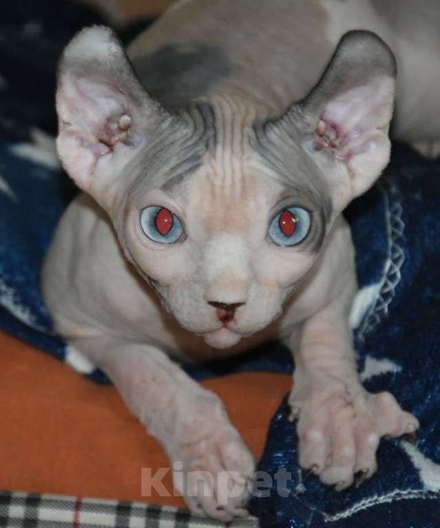 Кошки в Люберцах: Девочка эльф из программы DBE Девочка, Бесплатно - фото 3