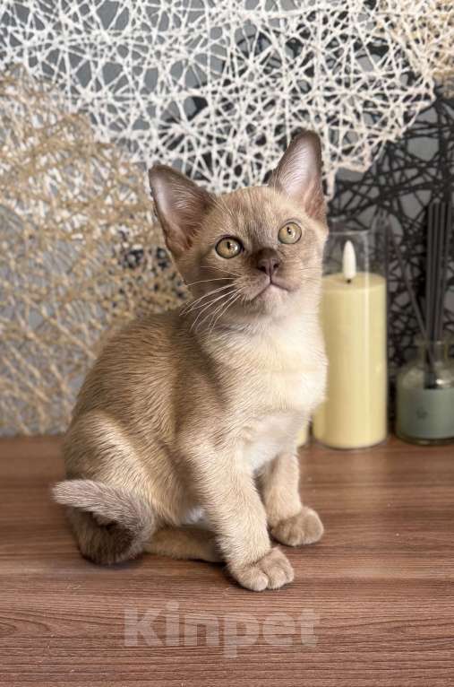 Кошки в Москве: Бурманские котята: открыто бронирование! Мальчик, 80 000 руб. - фото 3