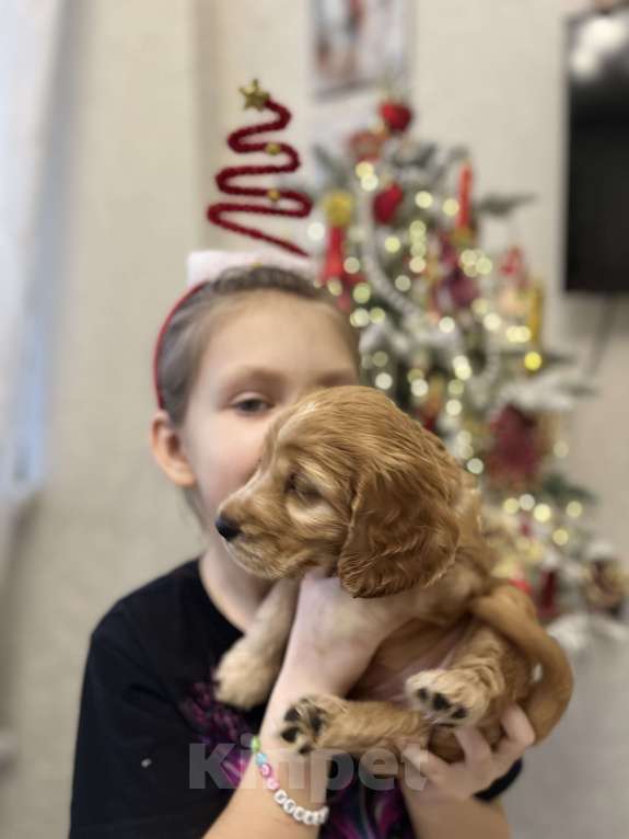 Собаки в Москве: Чистокровный ласковый кокер-спаниель  Мальчик, 60 000 руб. - фото 5