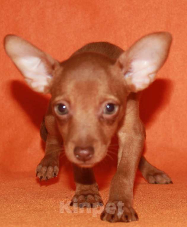 Собаки в Москве: Продаются щенки пражского крысарика Мальчик, Бесплатно - фото 1