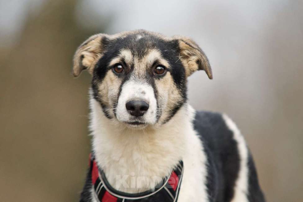 Собаки в Москве: Меня зовут Джерри, и я ищу семью, где буду любим и счастлив Мальчик, 10 руб. - фото 1