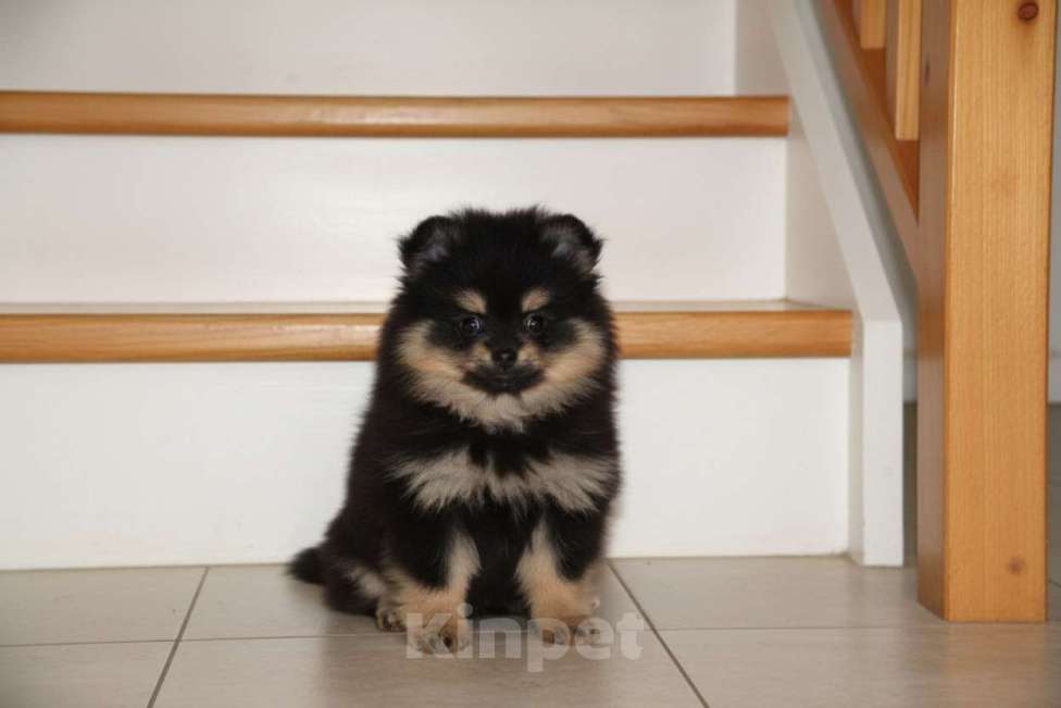 Собаки в Раменском: Девочка шпица Девочка, 60 000 руб. - фото 2