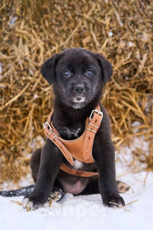 Собаки в Москве: щенок Марта ищет семью Девочка, Бесплатно - фото 2