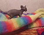 Кошки в Донецке: Кошечка породы Эльф Девочка, 25 000 руб. - фото 3