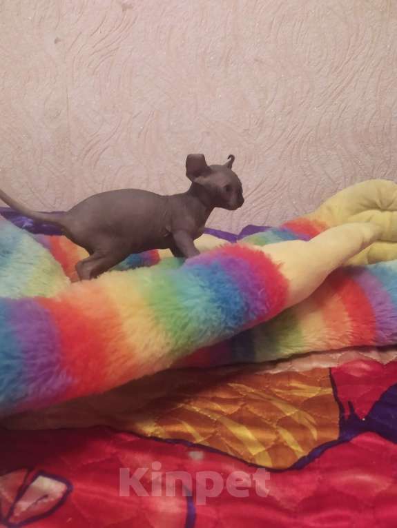 Кошки в Донецке: Кошечка породы Эльф Девочка, 25 000 руб. - фото 3