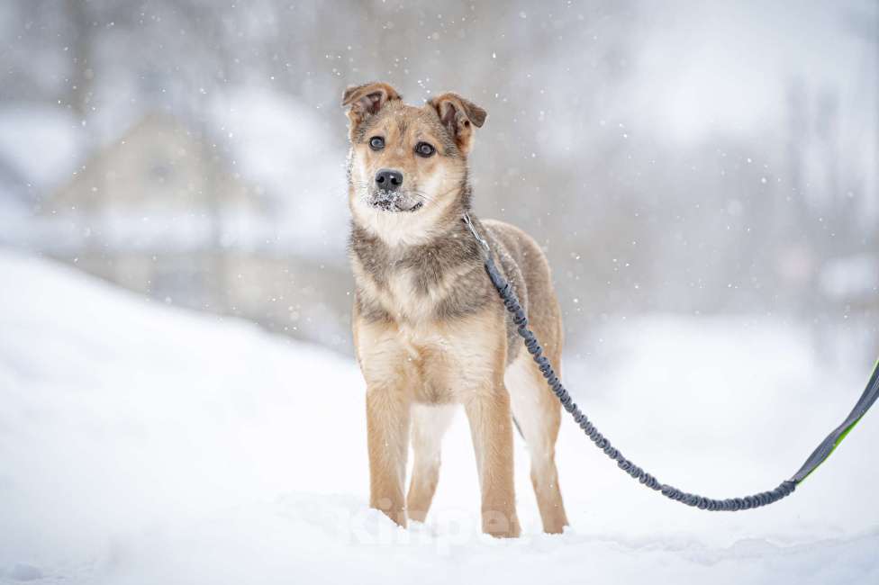 Собаки в Москве: Ласкуша Нюша очень ждет своего родного ЧЕЛОВЕКА. Девочка, Бесплатно - фото 4