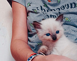 Кошки в Москве: Котёнок от сиамской кошки в любящую семью Мальчик, Бесплатно - фото 5