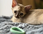 Кошки в Воронеже: Котенок Европейская Бурма Девочка, Бесплатно - фото 2