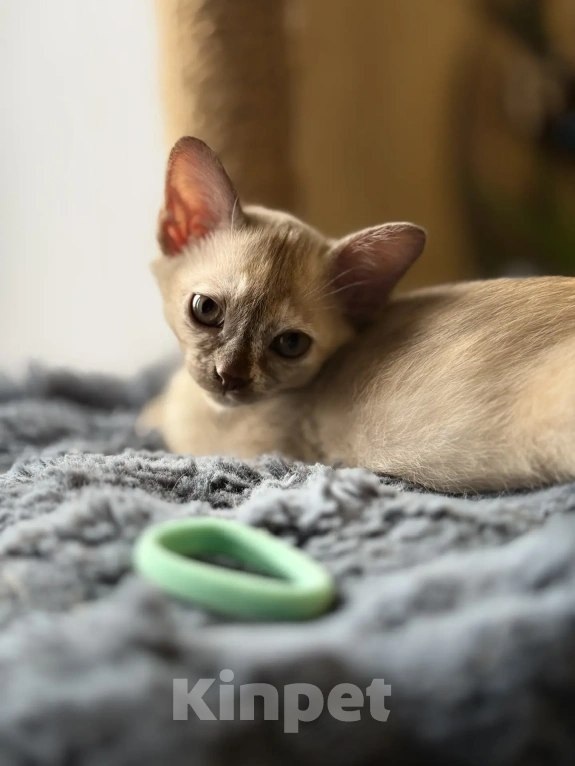 Кошки в Воронеже: Котенок Европейская Бурма Девочка, Бесплатно - фото 2