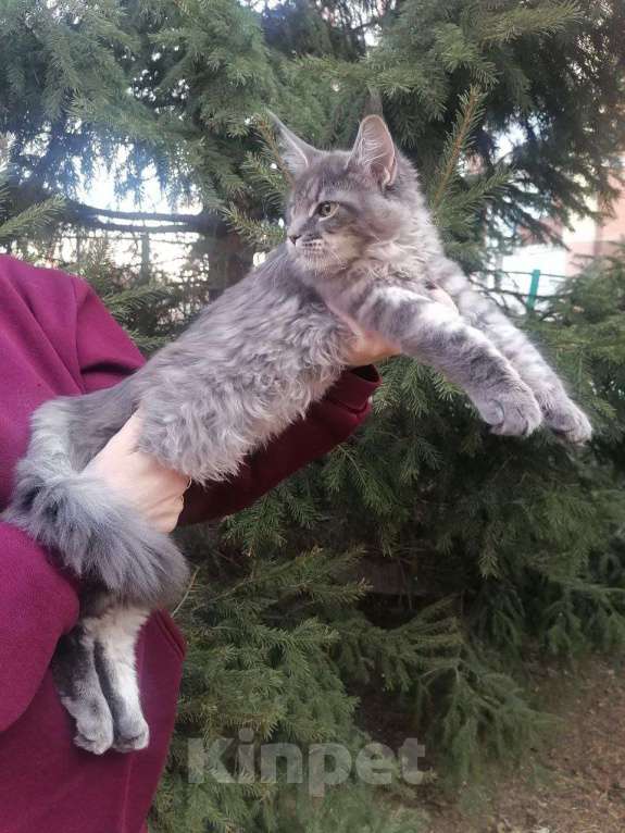 Кошки в Красноярске: Шикарная Анабель Девочка, 20 000 руб. - фото 4