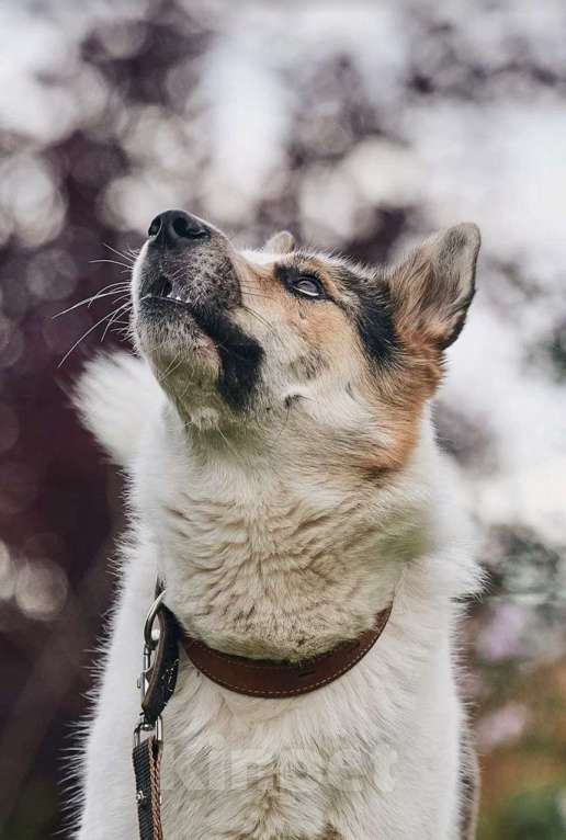 Собаки в Сергиеве Посаде: Айс якутенок в добрые руки Мальчик, Бесплатно - фото 3