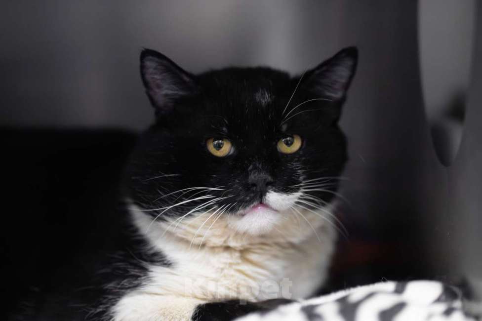 Кошки в Москве: Василий Мальчик, Бесплатно - фото 2