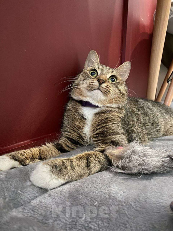 Кошки в Москве: Малышка Тея ищет заботливую семью Девочка, Бесплатно - фото 1