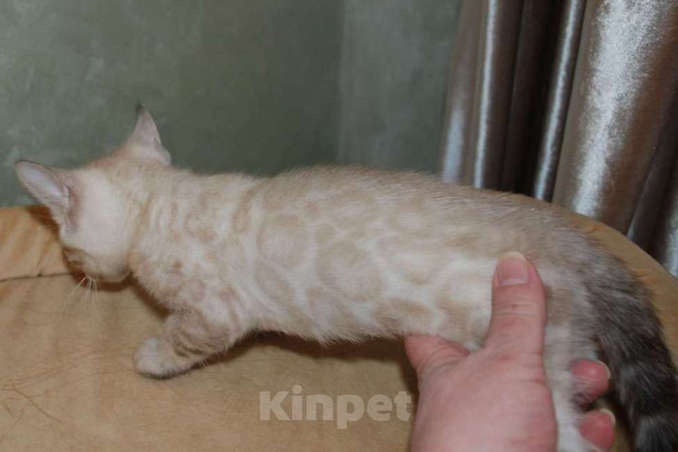 Кошки в Москве: Бенгальские котята снежного окраса Мальчик, 50 000 руб. - фото 2