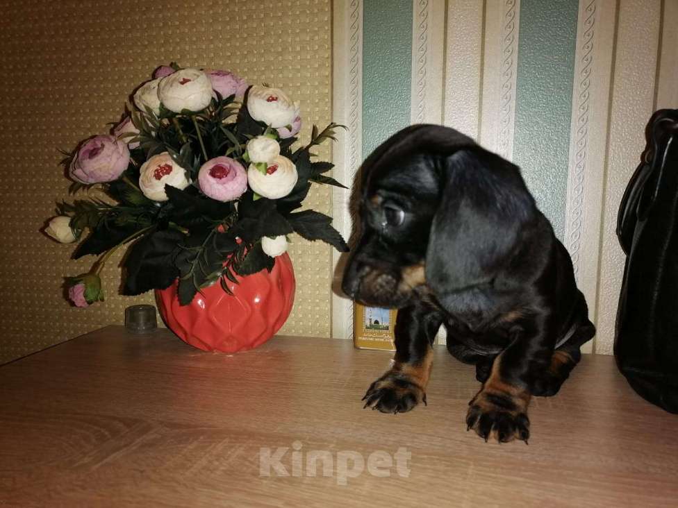 Собаки в Москве: Мини такса  Мальчик, 15 000 руб. - фото 2