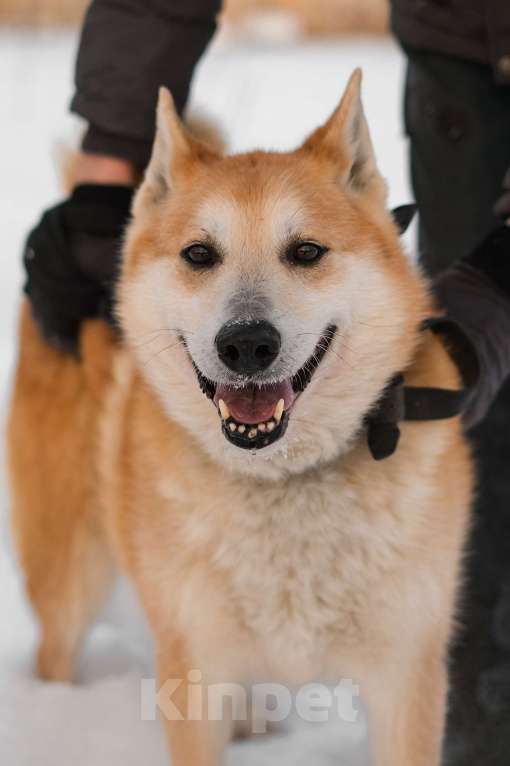 Собаки в Санкт-Петербурге: Яркий спокойный Рыжик из приюта Мальчик, Бесплатно - фото 7