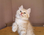Кошки в Краснодаре: Кот нежно рыженький Мальчик, Бесплатно - фото 4