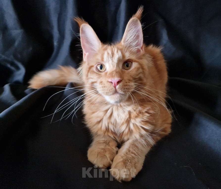 Кошки в Москве: Пресненские котята породы мейн-кун. Алиса Девочка, 30 000 руб. - фото 4