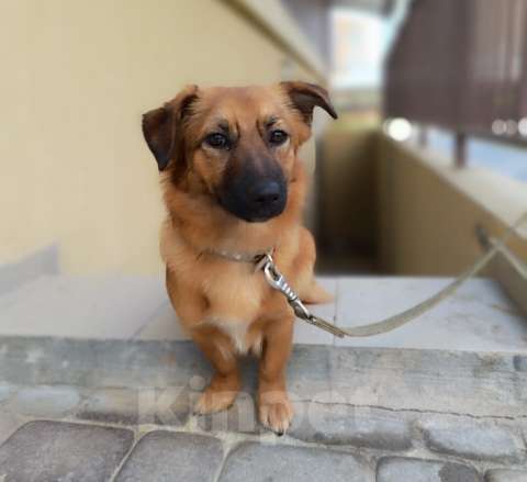 Собаки в Москве: Ника, маленькая собачка ищет дом! Девочка, Бесплатно - фото 2
