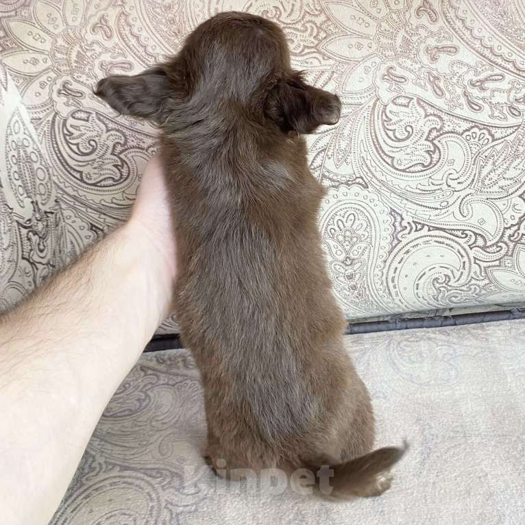 Собаки в Москве: Щенки чихуахуа Мальчик, Бесплатно - фото 5