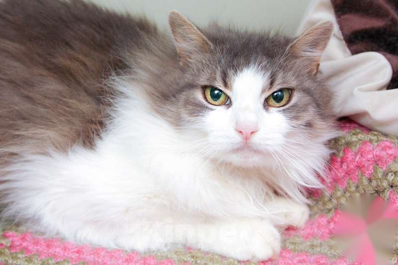 Кошки в Москве: Кошечка Пуша - меховой шарик в добрые руки Девочка, Бесплатно - фото 4