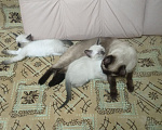 Кошки в Москве: Тайский котёнок Мальчик, Бесплатно - фото 3