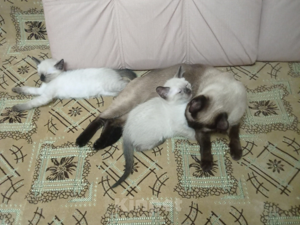 Кошки в Москве: Тайский котёнок Мальчик, Бесплатно - фото 3