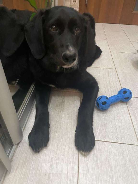 Собаки в Красногорске: Сэм, 5 месяцев в добрые руки  Мальчик, Бесплатно - фото 6