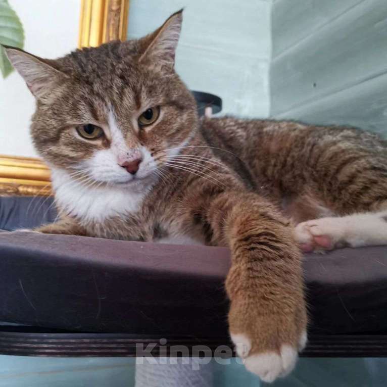 Кошки в Москве: Ласковый кот страдает без внимания  Мальчик, Бесплатно - фото 5