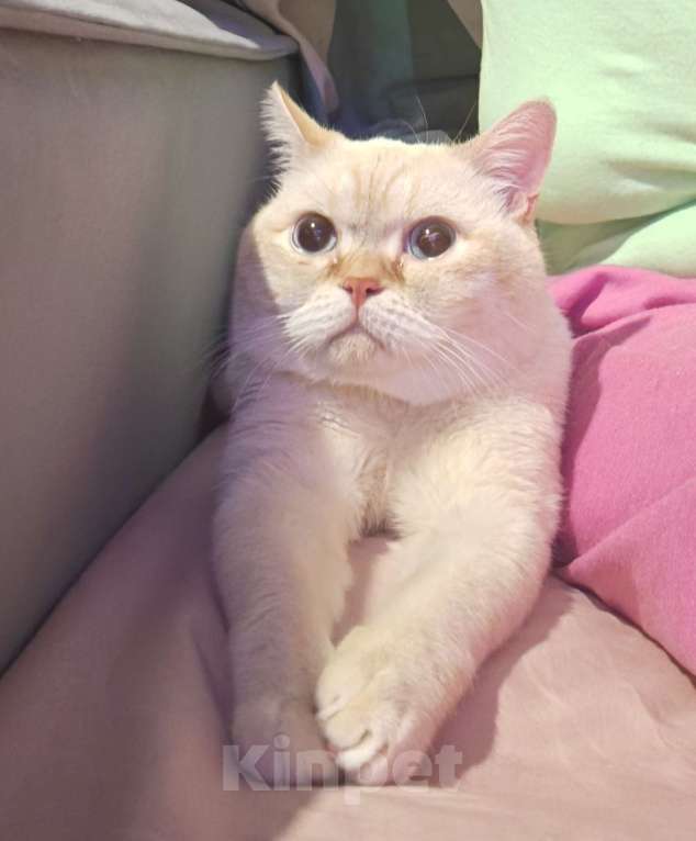 Кошки в Москве: Кот британский Мальчик, 20 000 руб. - фото 1