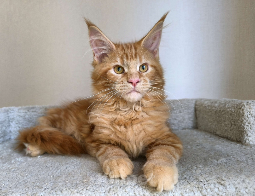 Кошки в Санкт-Петербурге: Зэна Девочка, 45 000 руб. - фото 2