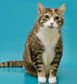 Осиротевшая кошка Маша