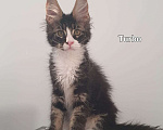 Кошки в Краснодаре: котята Мейн-Кун Мальчик, 35 000 руб. - фото 2