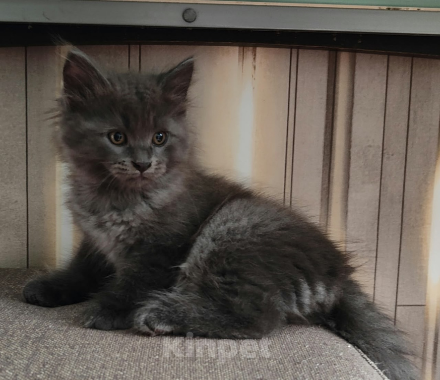 Кошки в Армавире: Котёнок британец плюшевый мальчишка Мальчик, 5 000 руб. - фото 1