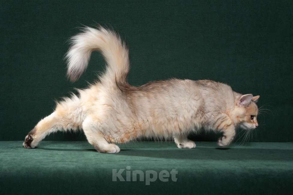 Кошки в Тюмени: Сибирский котёнок Мальчик, 15 000 руб. - фото 7